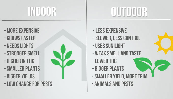 Indoor-vs-Outdoor-Cannabi