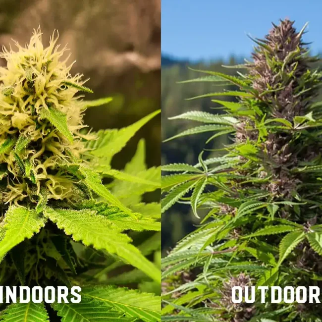indoor-outdoor-grow-weed-growing