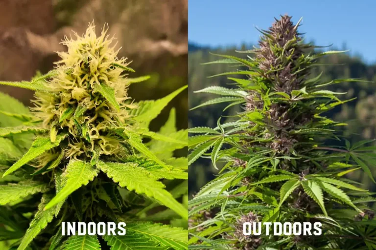 indoor-outdoor-grow-weed-growing